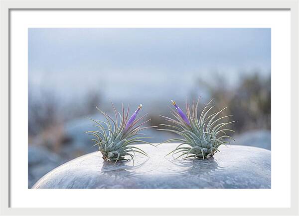 Air Plant Serenity