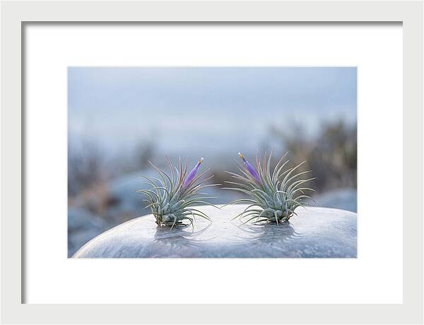 Air Plant Serenity
