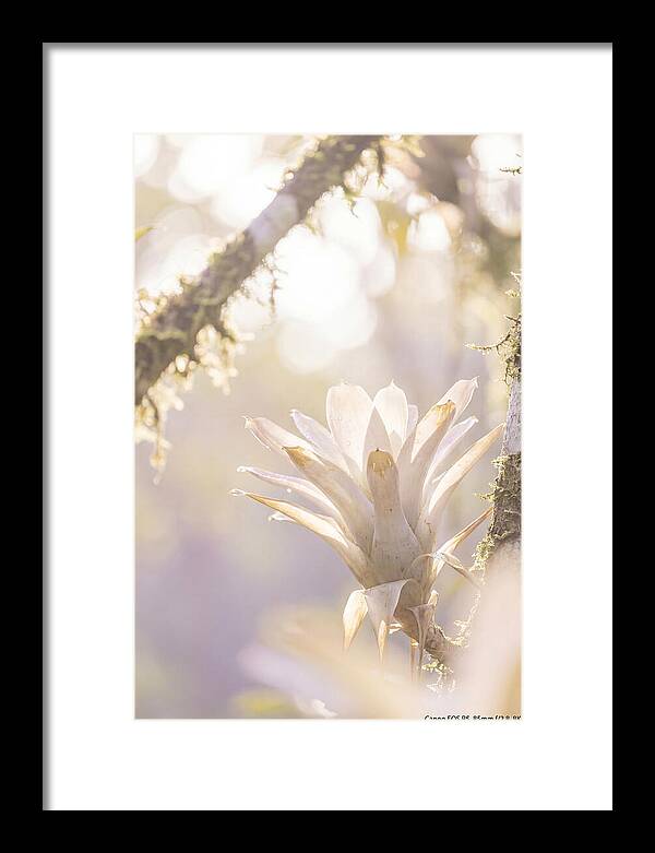 Airy Canopy Bloom