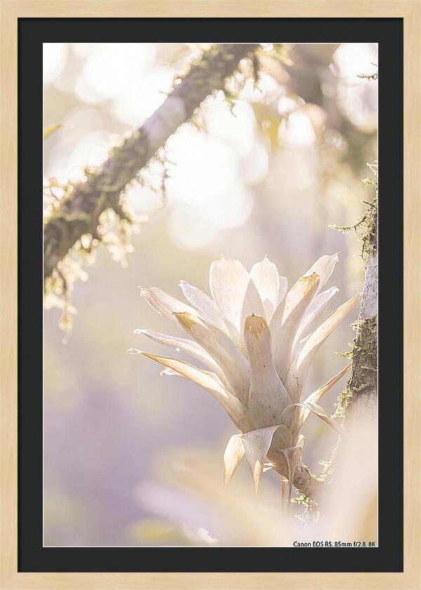 Airy Canopy Bloom