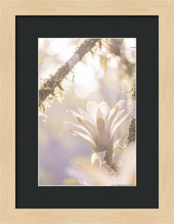 Airy Canopy Bloom