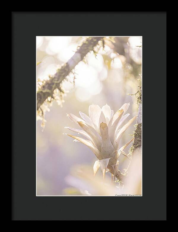 Airy Canopy Bloom