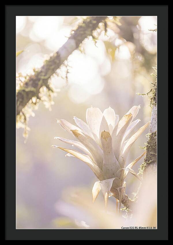Airy Canopy Bloom