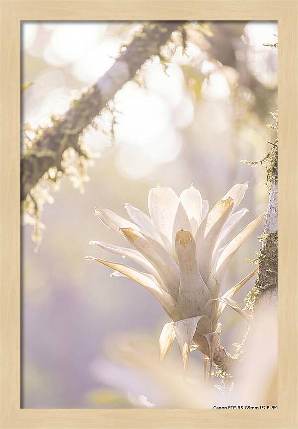 Airy Canopy Bloom