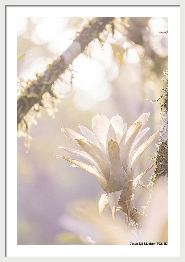 Airy Canopy Bloom