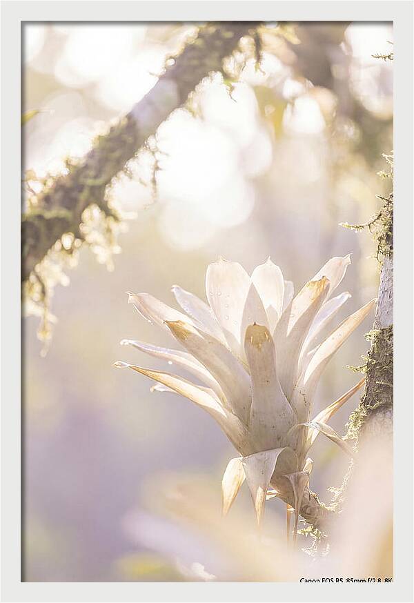 Airy Canopy Bloom