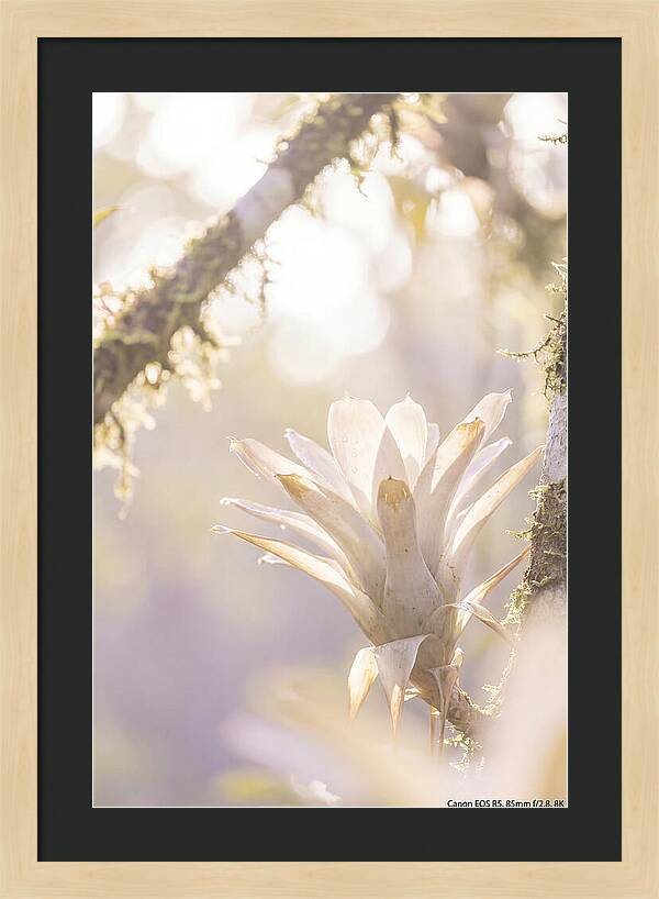Airy Canopy Bloom