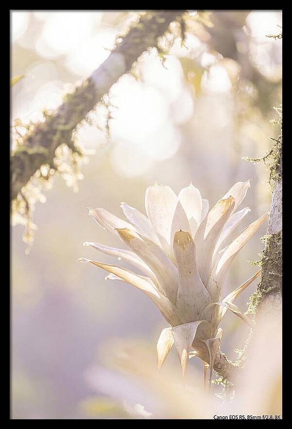 Airy Canopy Bloom