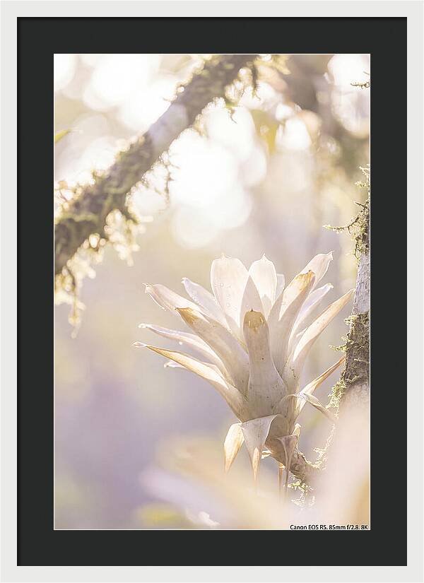Airy Canopy Bloom