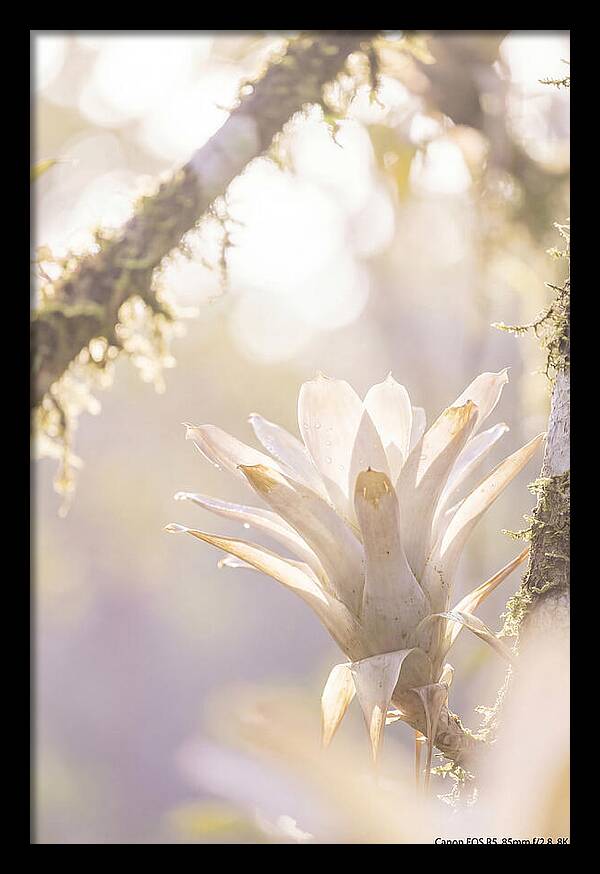 Airy Canopy Bloom