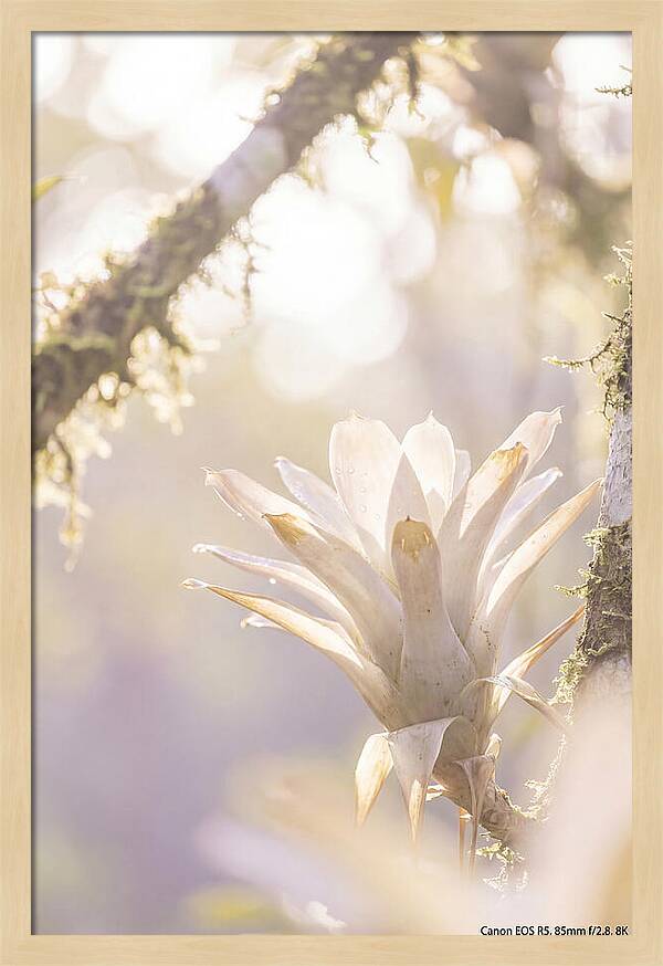 Airy Canopy Bloom