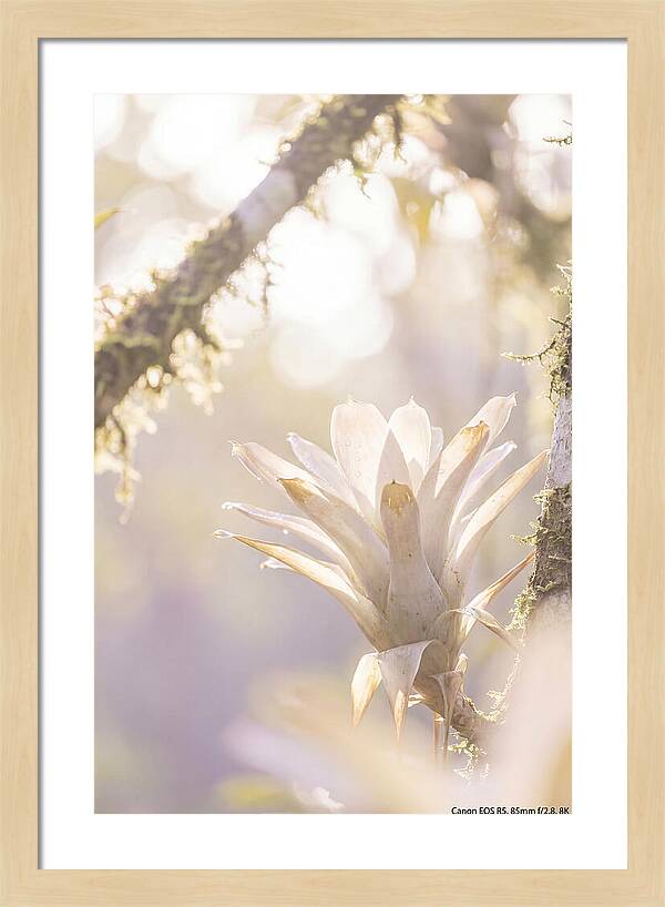 Airy Canopy Bloom