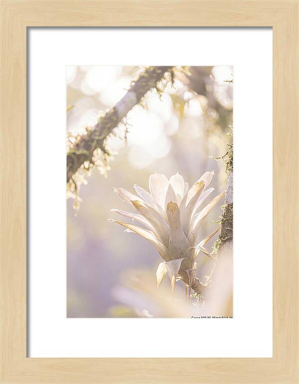 Airy Canopy Bloom