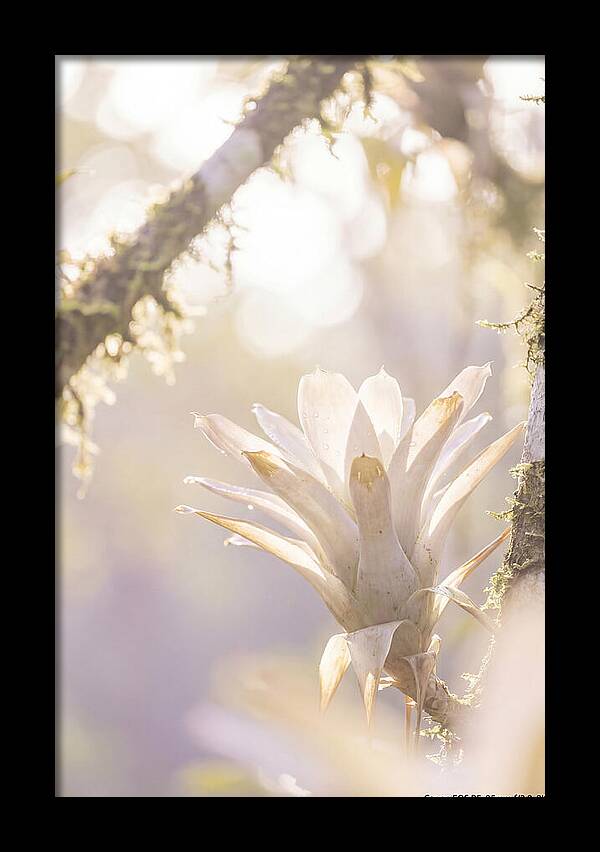 Airy Canopy Bloom