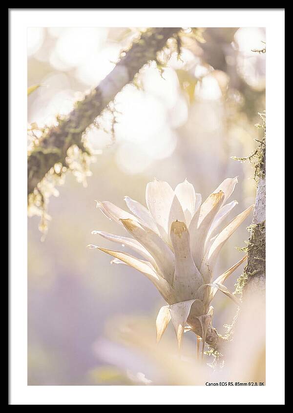 Airy Canopy Bloom