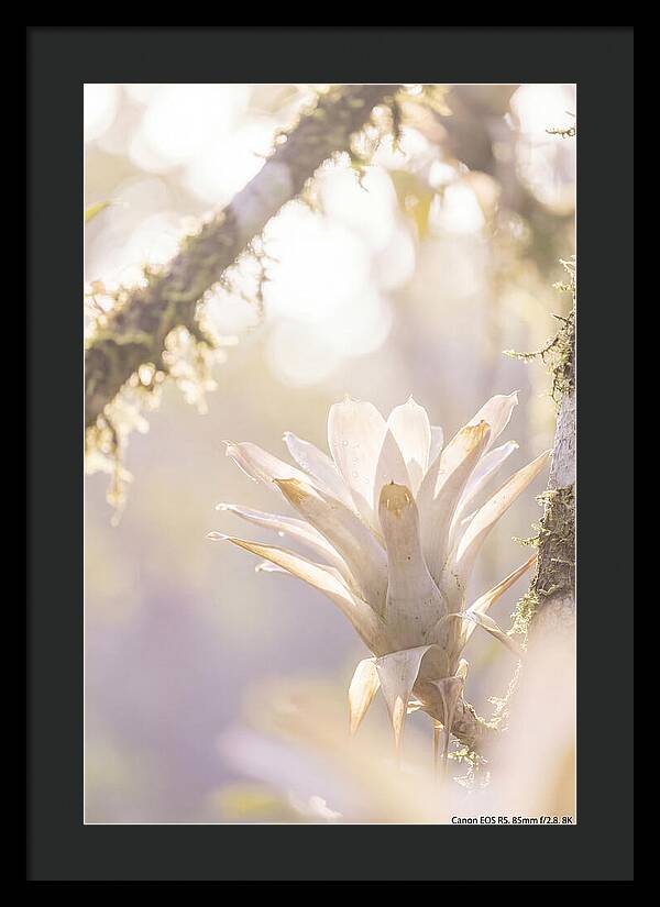 Airy Canopy Bloom