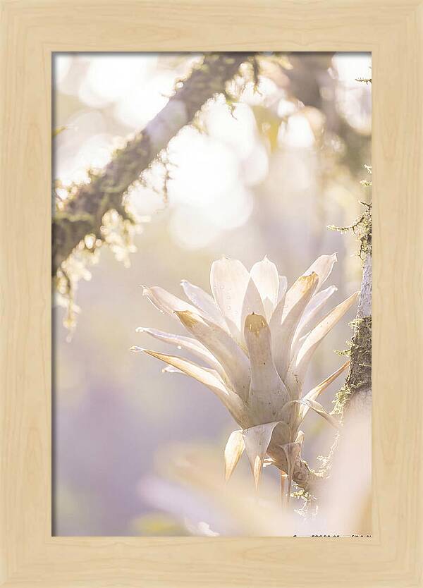 Airy Canopy Bloom