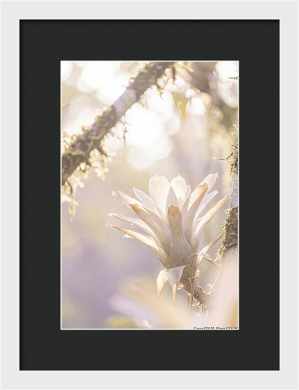 Airy Canopy Bloom