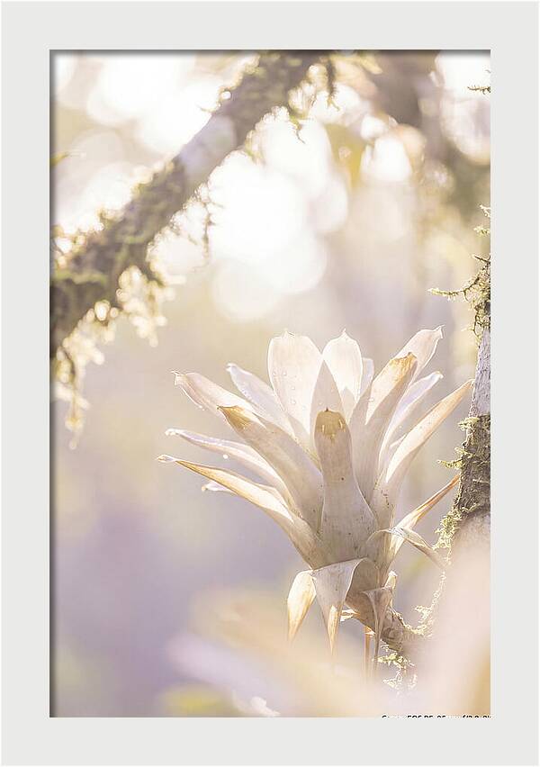 Airy Canopy Bloom