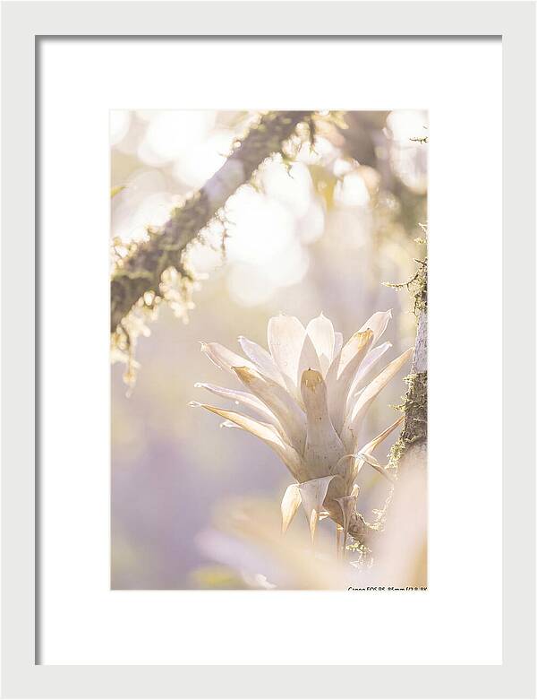 Airy Canopy Bloom