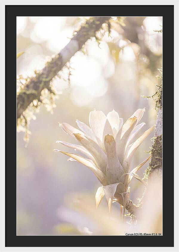 Airy Canopy Bloom