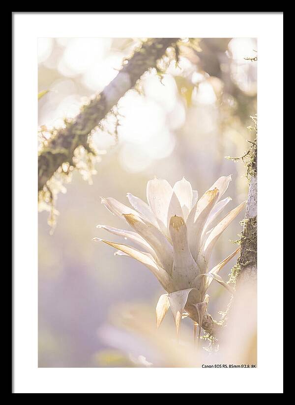 Airy Canopy Bloom