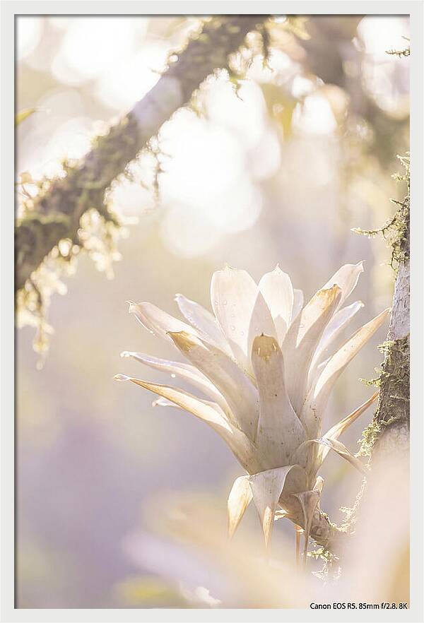 Airy Canopy Bloom