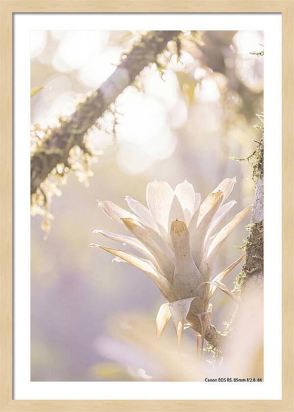 Airy Canopy Bloom