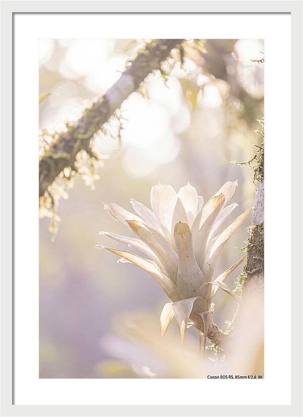 Airy Canopy Bloom