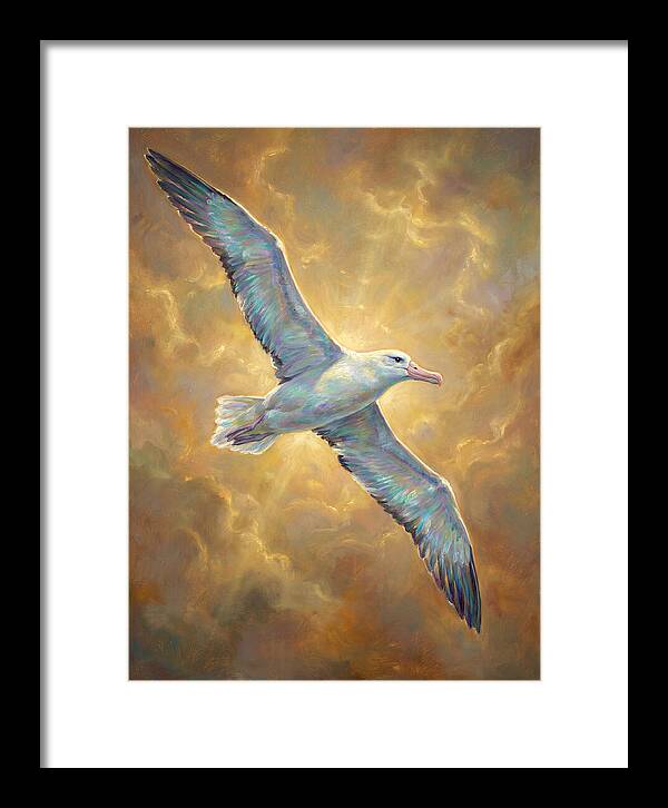 Albatross In Flight