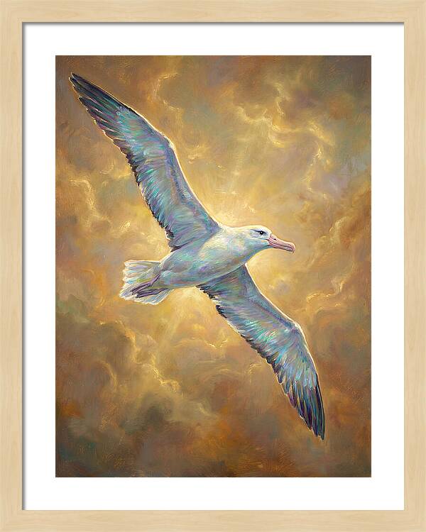 Albatross In Flight
