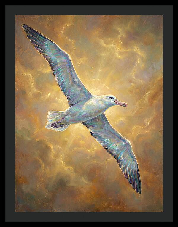 Albatross In Flight