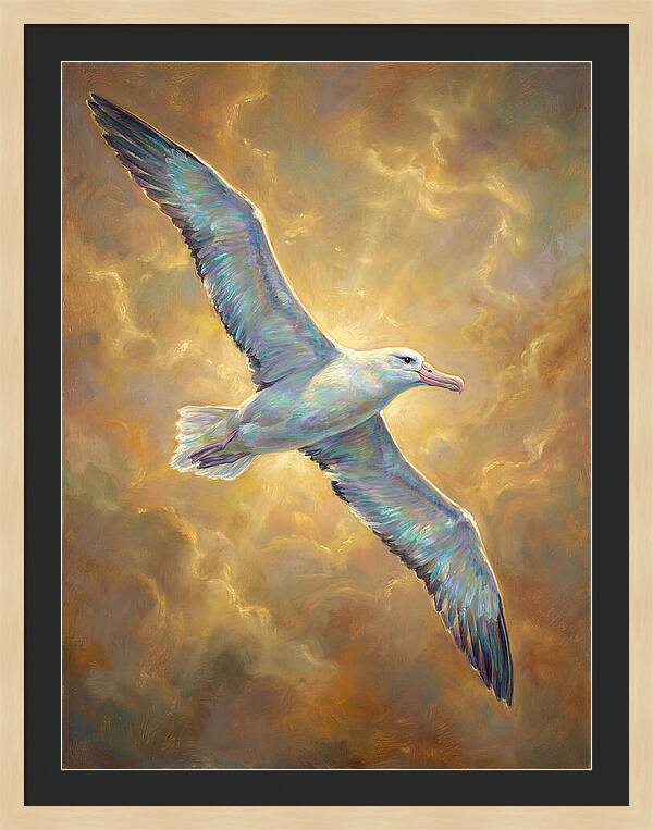 Albatross In Flight