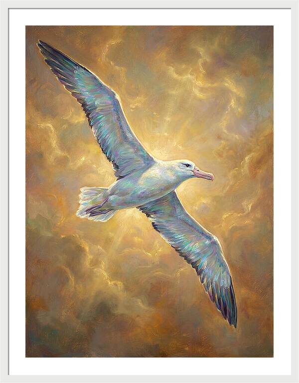 Albatross In Flight