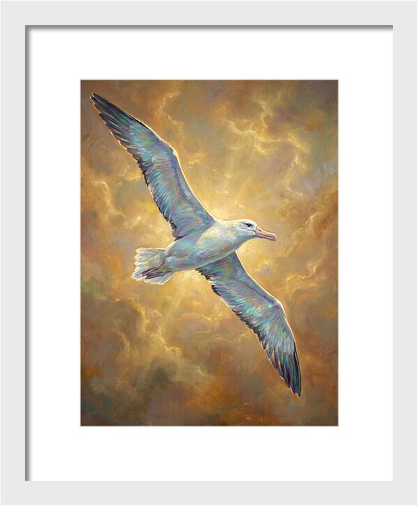 Albatross In Flight