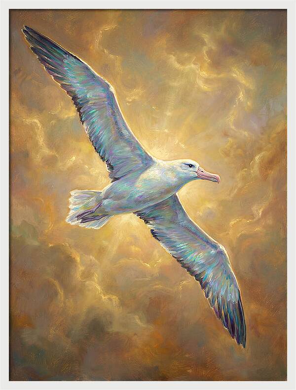Albatross In Flight