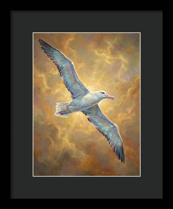 Albatross In Flight