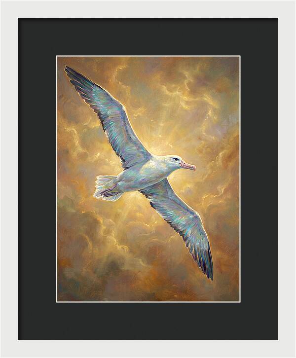 Albatross In Flight