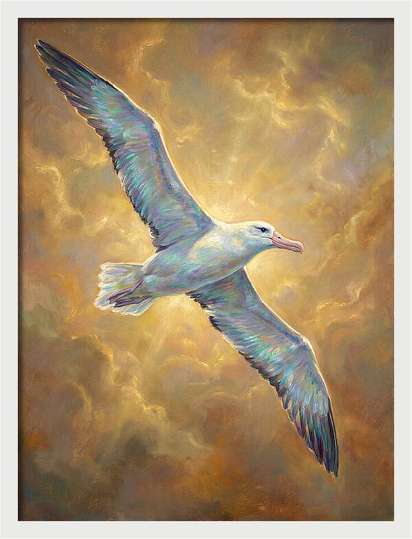 Albatross In Flight