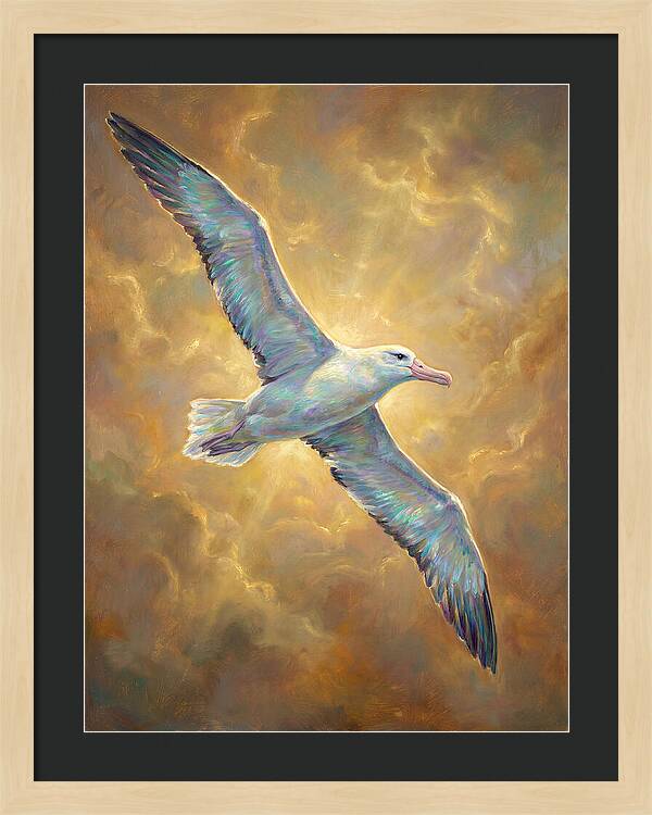 Albatross In Flight