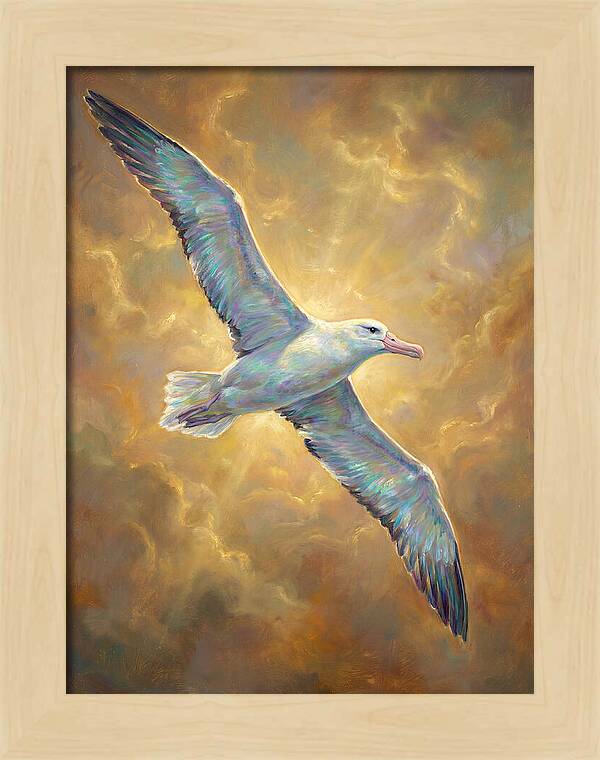 Albatross In Flight