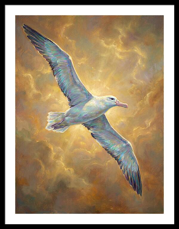 Albatross In Flight