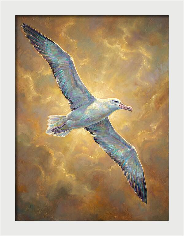 Albatross In Flight
