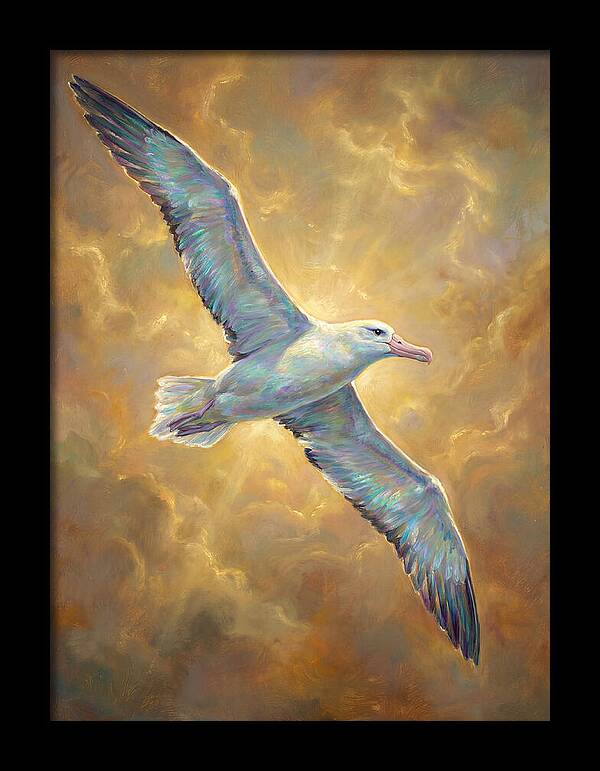 Albatross In Flight