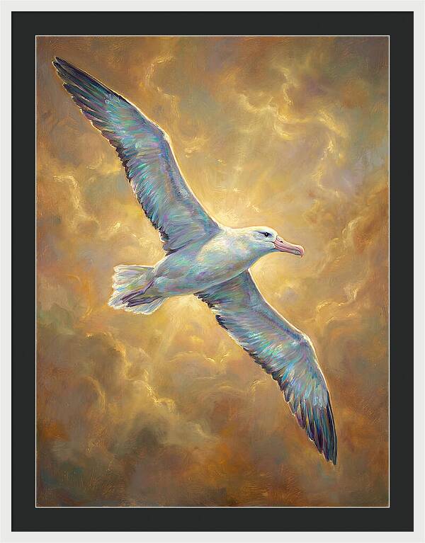 Albatross In Flight