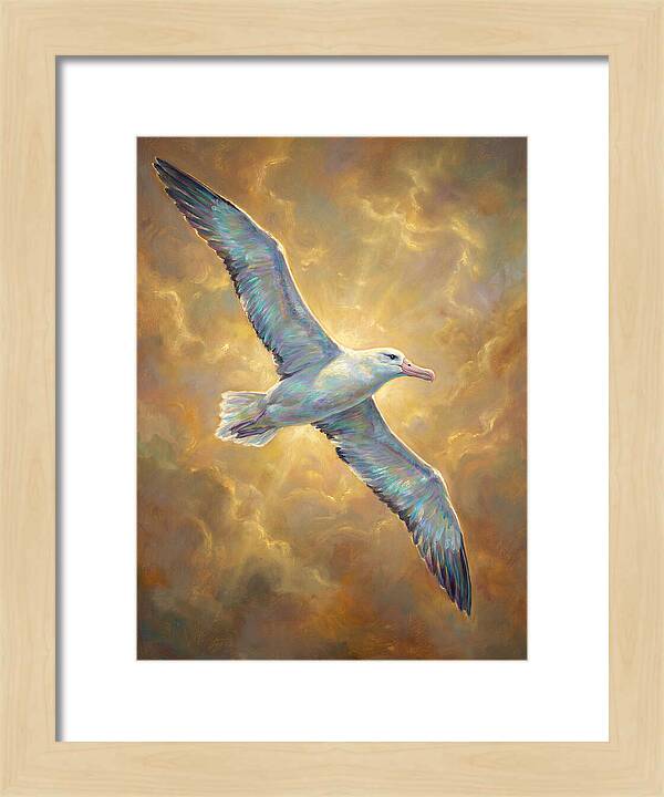 Albatross In Flight