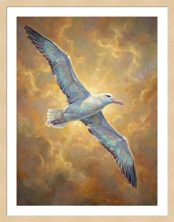 Albatross In Flight