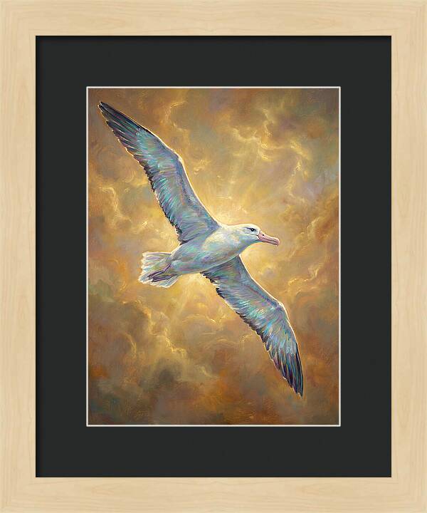 Albatross In Flight