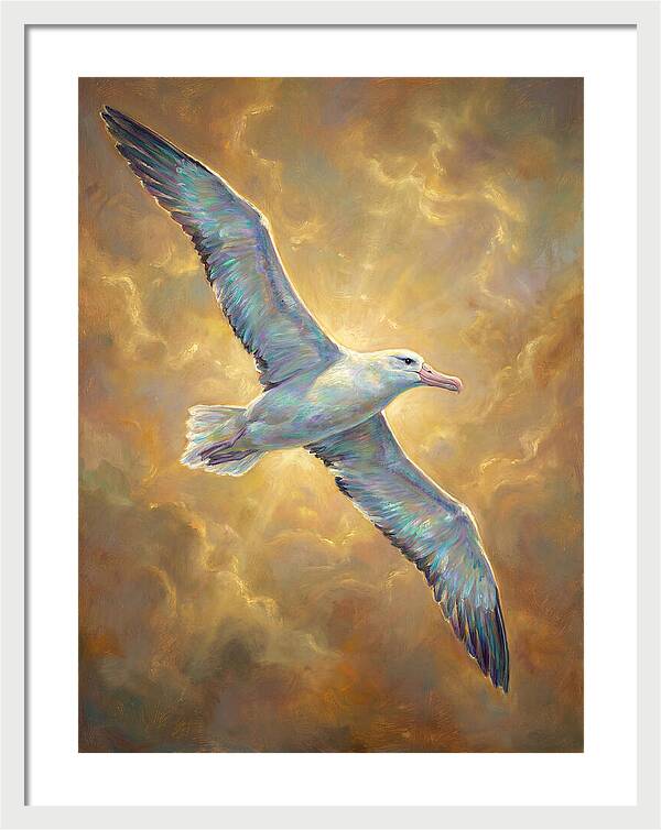 Albatross In Flight