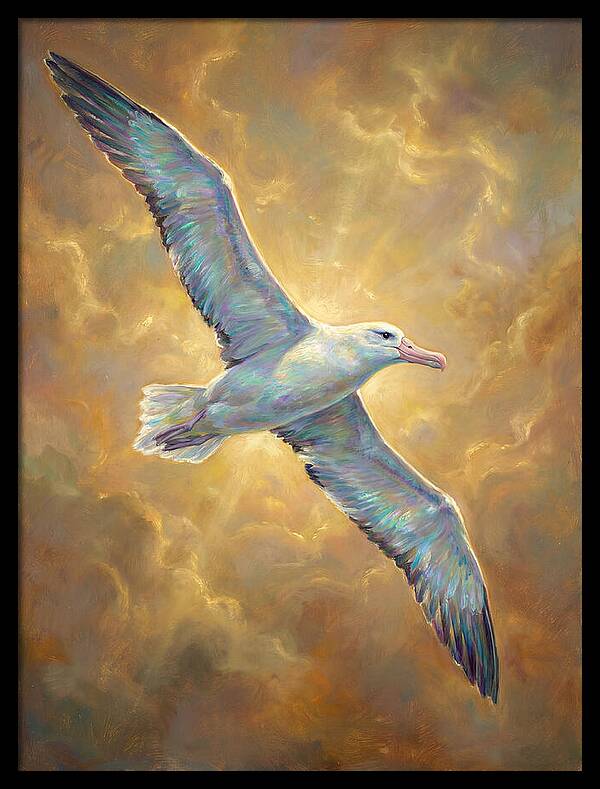 Albatross In Flight